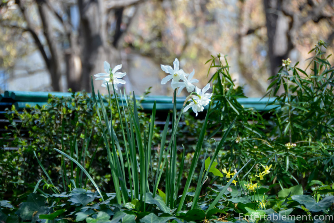 Dancing Daffodils Entertablement