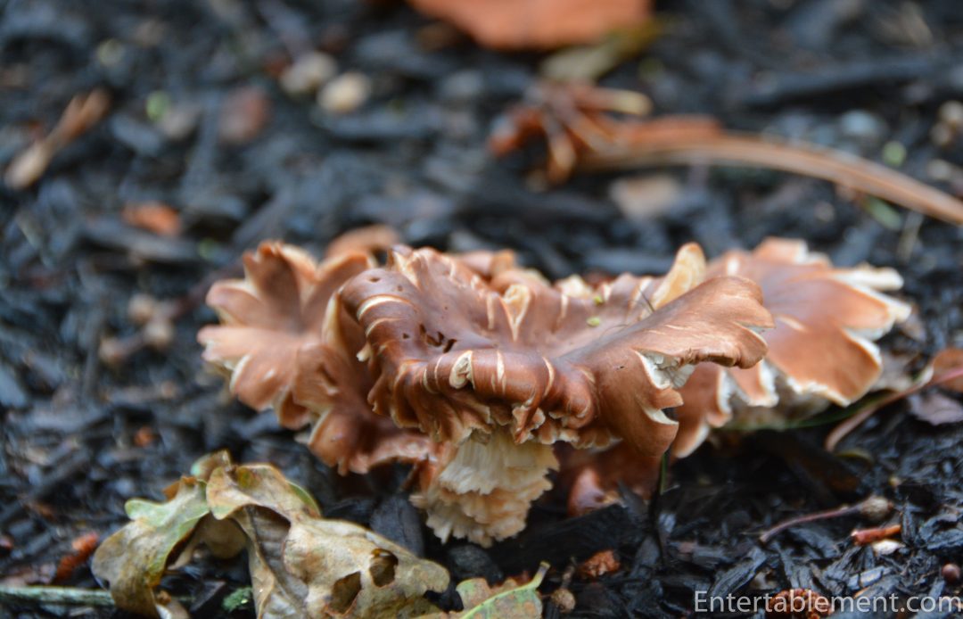 A Forest Foraging Table - Entertablement