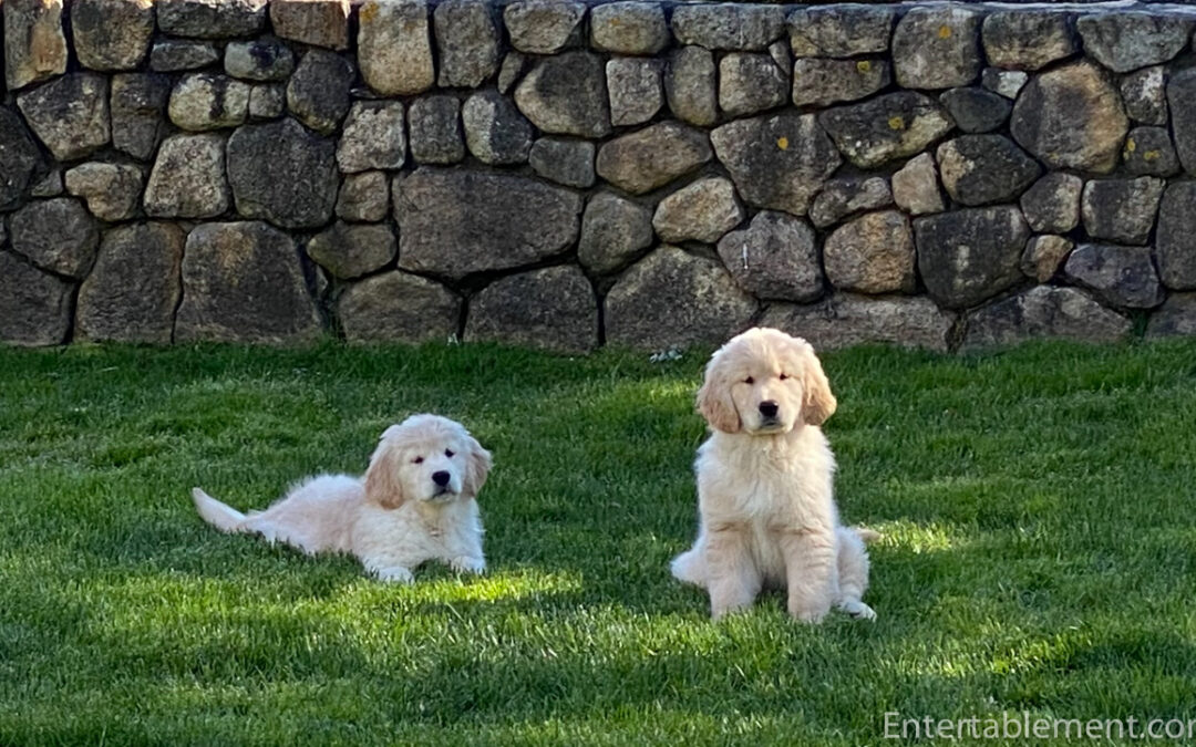 Welcome Home, Marigold and Spencer